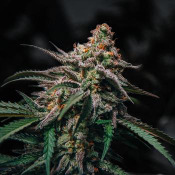 Samen 3x Northern Lights Automatik Blow Seeds